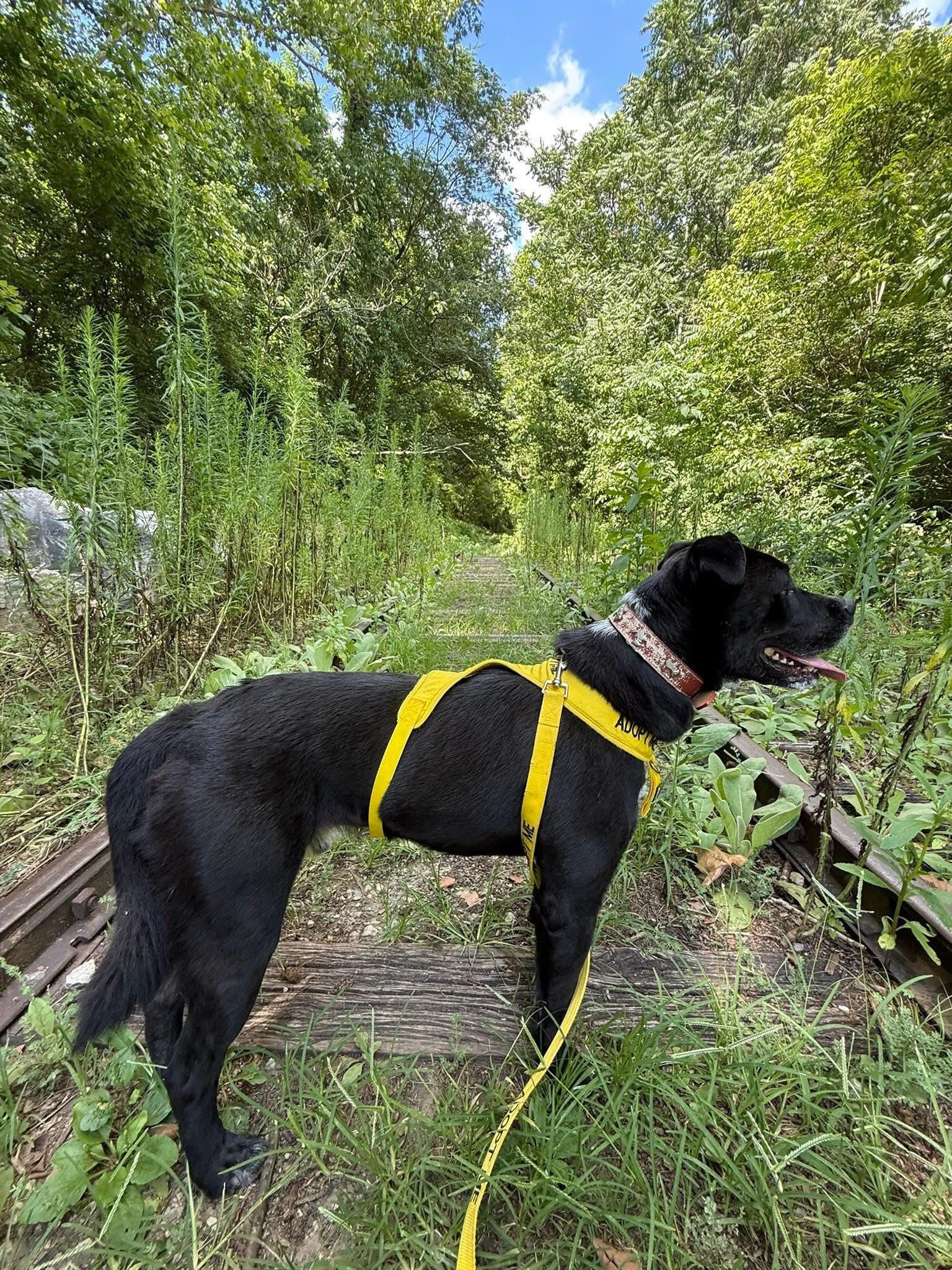 Good Boy Scout, an adoptable American Bully, Black Labrador Retriever in Knoxville, TN, 37924 | Photo Image 1
