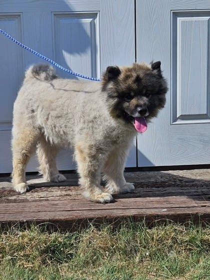 Ziggy, Adoptable, Adult Male Keeshond & Mixed Breed.