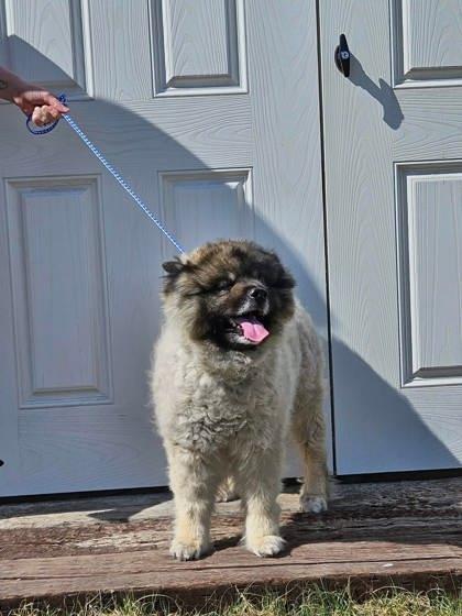 Enlarge Ziggy, a Adoptable mixed breed in McCook, NE image 2/3