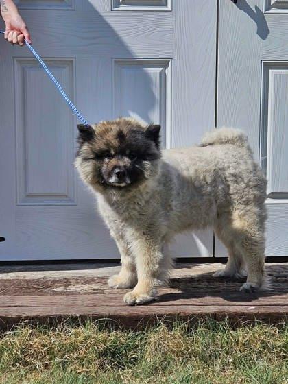 Enlarge Ziggy, a Adoptable mixed breed in McCook, NE image 3/3