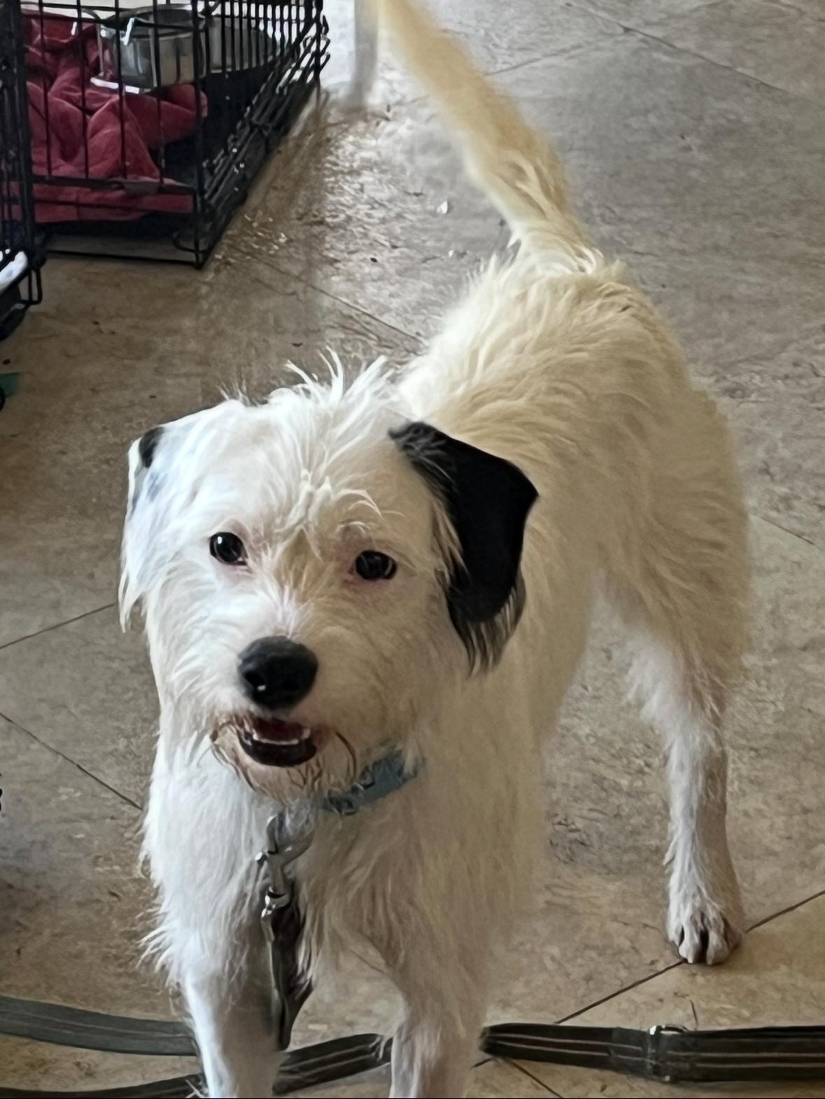 Enlarge Giuseppe, an adopted mixed breed in Boca Raton, FL image 1/1