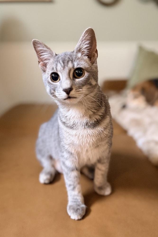 Enlarge Holly, a Adoptable Domestic Short Hair in Springdale, PA image 3/3