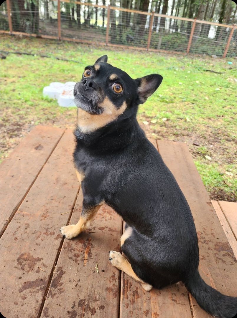 Flex, an adoptable Chihuahua, Miniature Pinscher in Buckley, WA, 98321 | Photo Image 2