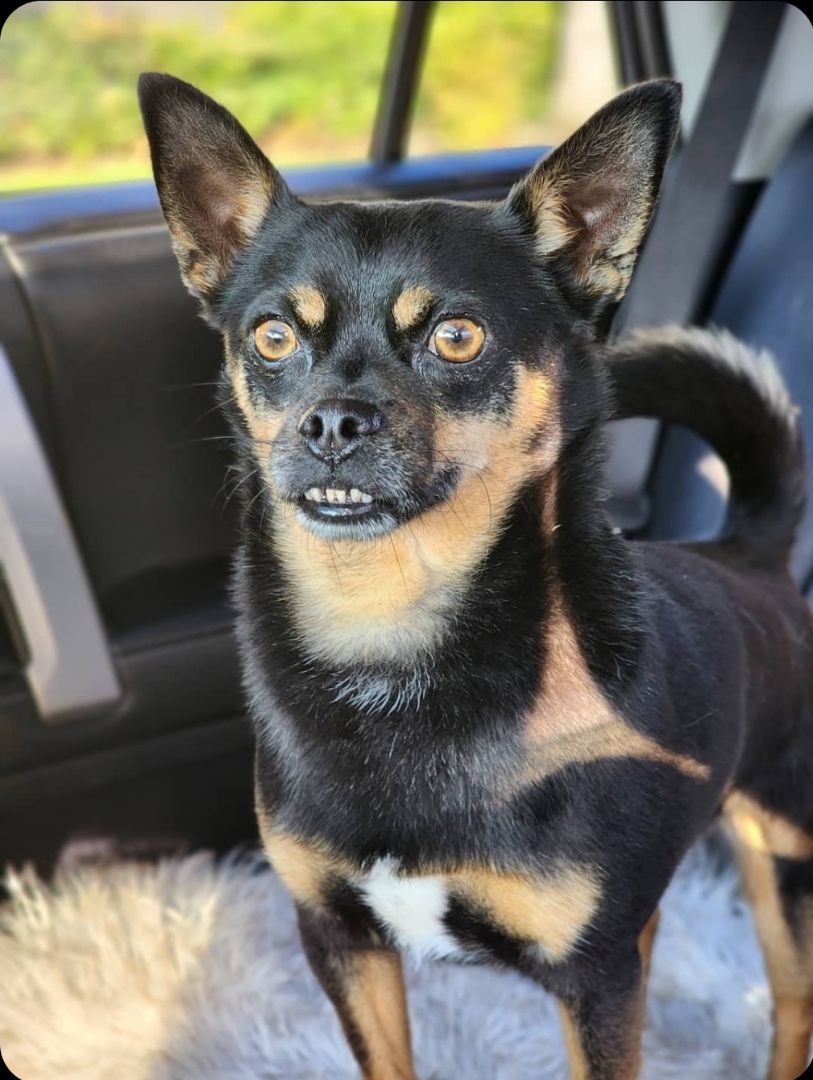 Flex, an adoptable Chihuahua, Miniature Pinscher in Buckley, WA, 98321 | Photo Image 3