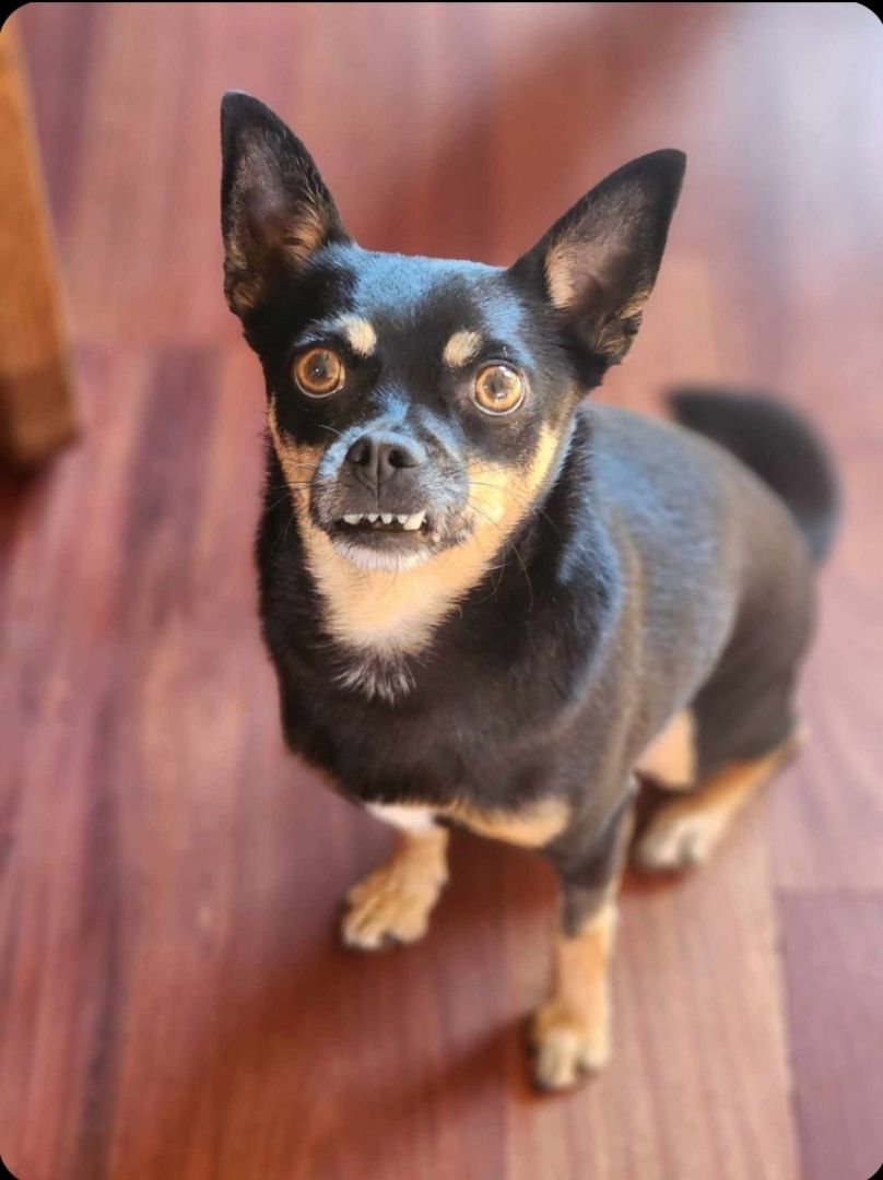 Enlarge Flex, a Adoptable mixed breed in Buckley, WA image 1/6