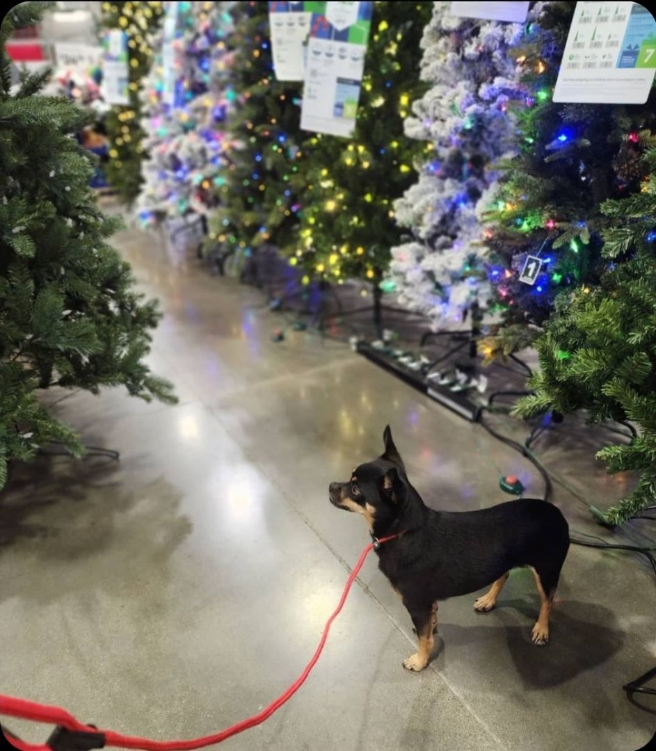 Flex, an adoptable Chihuahua, Miniature Pinscher in Buckley, WA, 98321 | Photo Image 4
