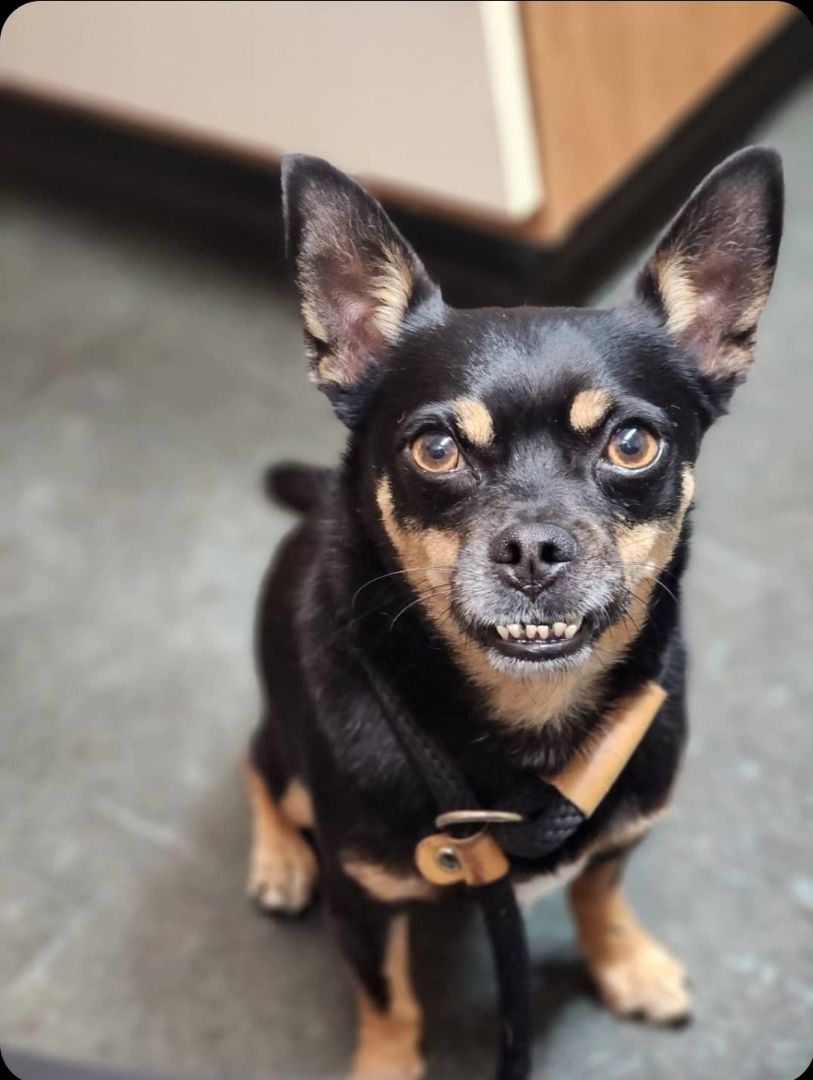 Flex, an adoptable Chihuahua, Miniature Pinscher in Buckley, WA, 98321 | Photo Image 5