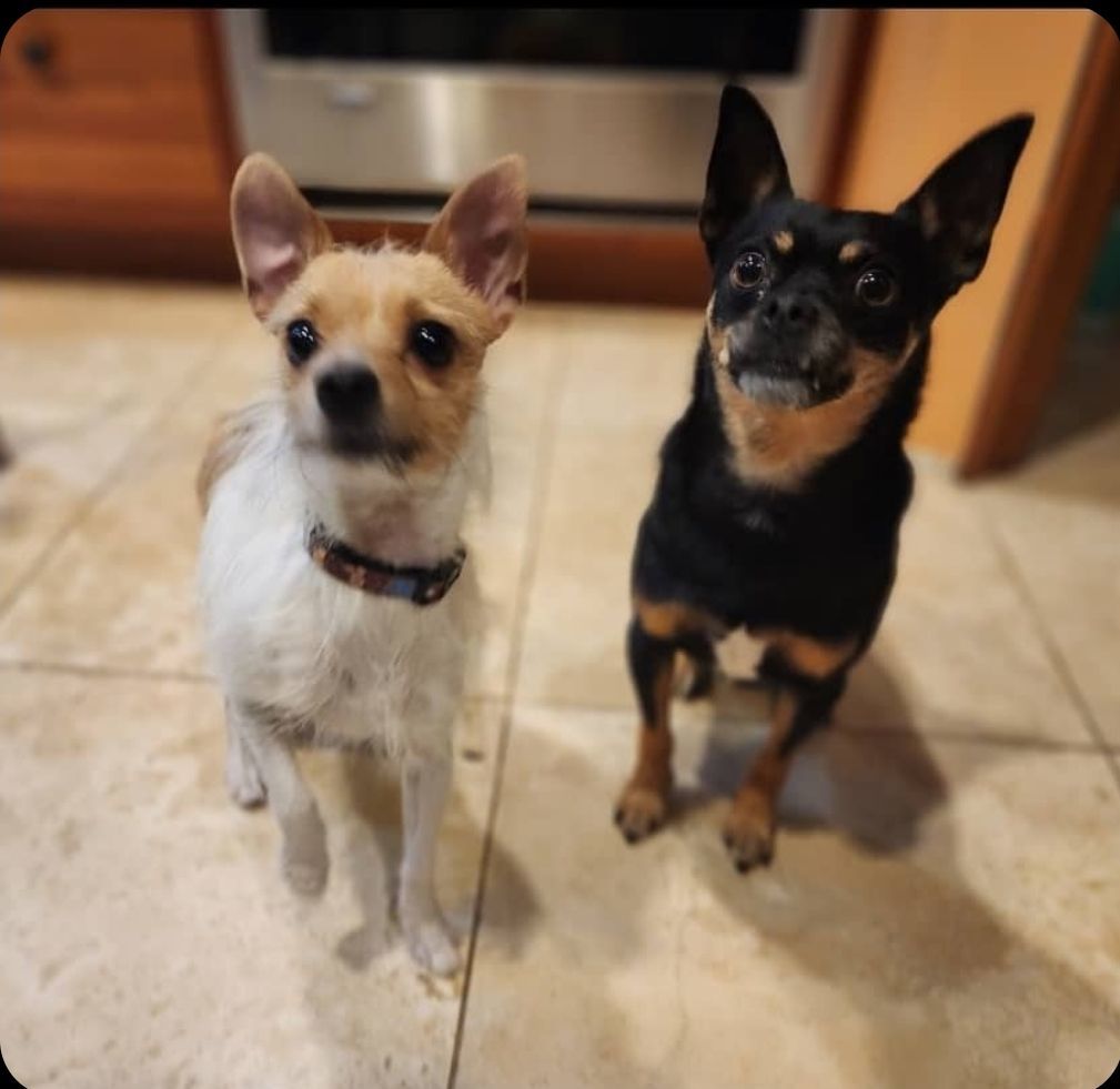 Enlarge Flex, a Adoptable mixed breed in Buckley, WA image 6/6