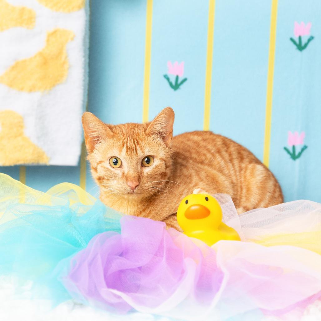 Morris, Adoptable, Young Male Domestic Short Hair.