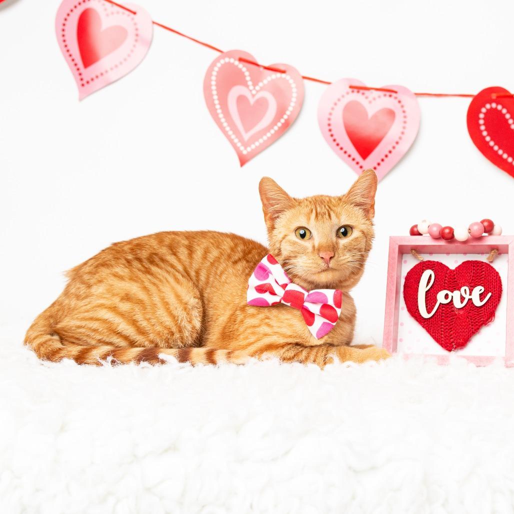 Morris, a Adoptable Domestic Short Hair in Flower Mound, TX image 2/6