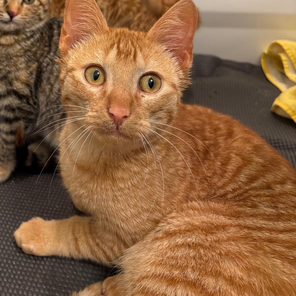 Morris, a Adoptable Domestic Short Hair in Flower Mound, TX image 3/6