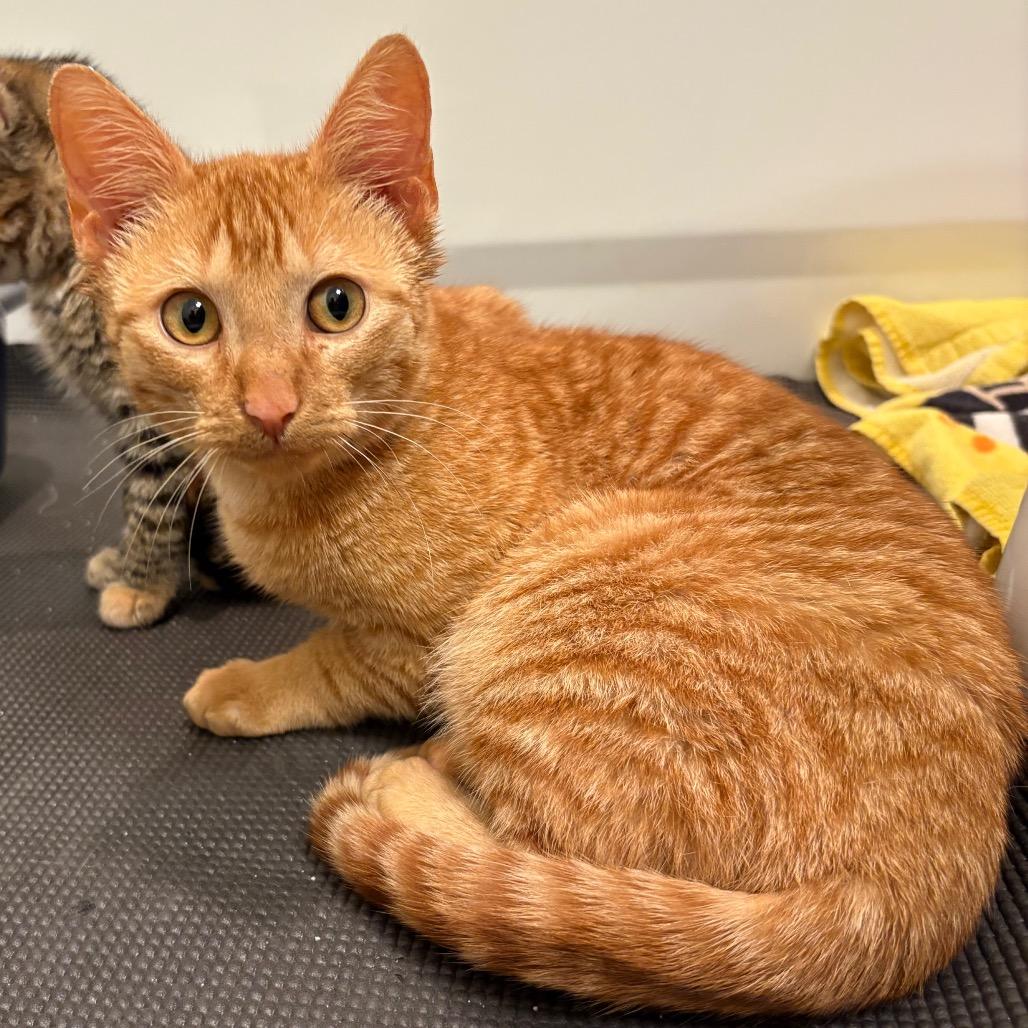Morris, a Adoptable Domestic Short Hair in Flower Mound, TX image 4/6