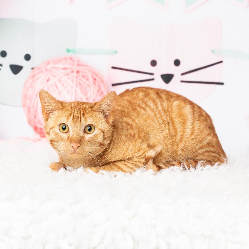 Morris, a Adoptable Domestic Short Hair in Flower Mound, TX image 5/6