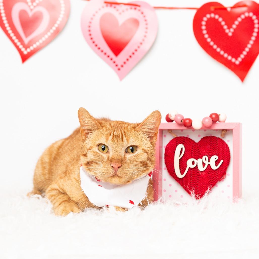 Morris, a Adoptable Domestic Short Hair in Flower Mound, TX image 6/6