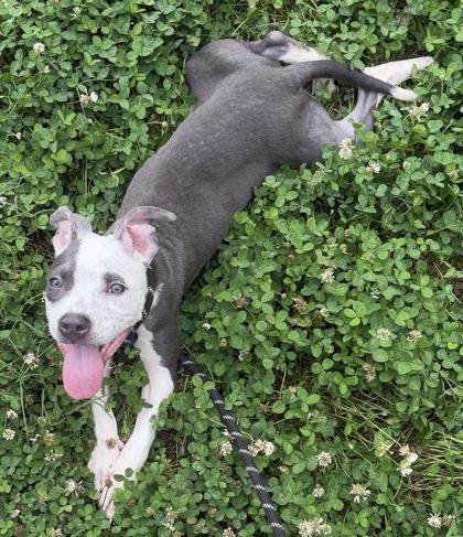 Tamara, Adoptable, Young Female Terrier & Mixed Breed.