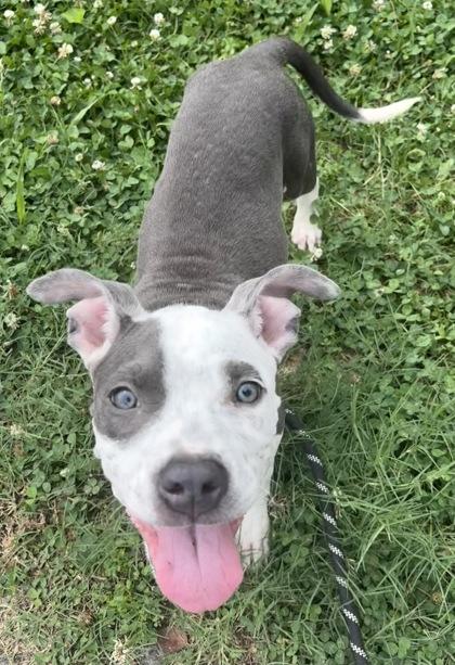 Enlarge Tamara, a Adoptable mixed breed in Lawrenceville, GA image 2/2