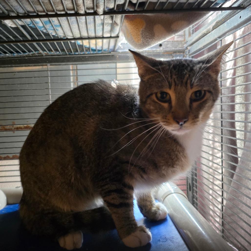 Crab Ragoon, a Adoptable Domestic Short Hair in Hanna City, IL image 3/3