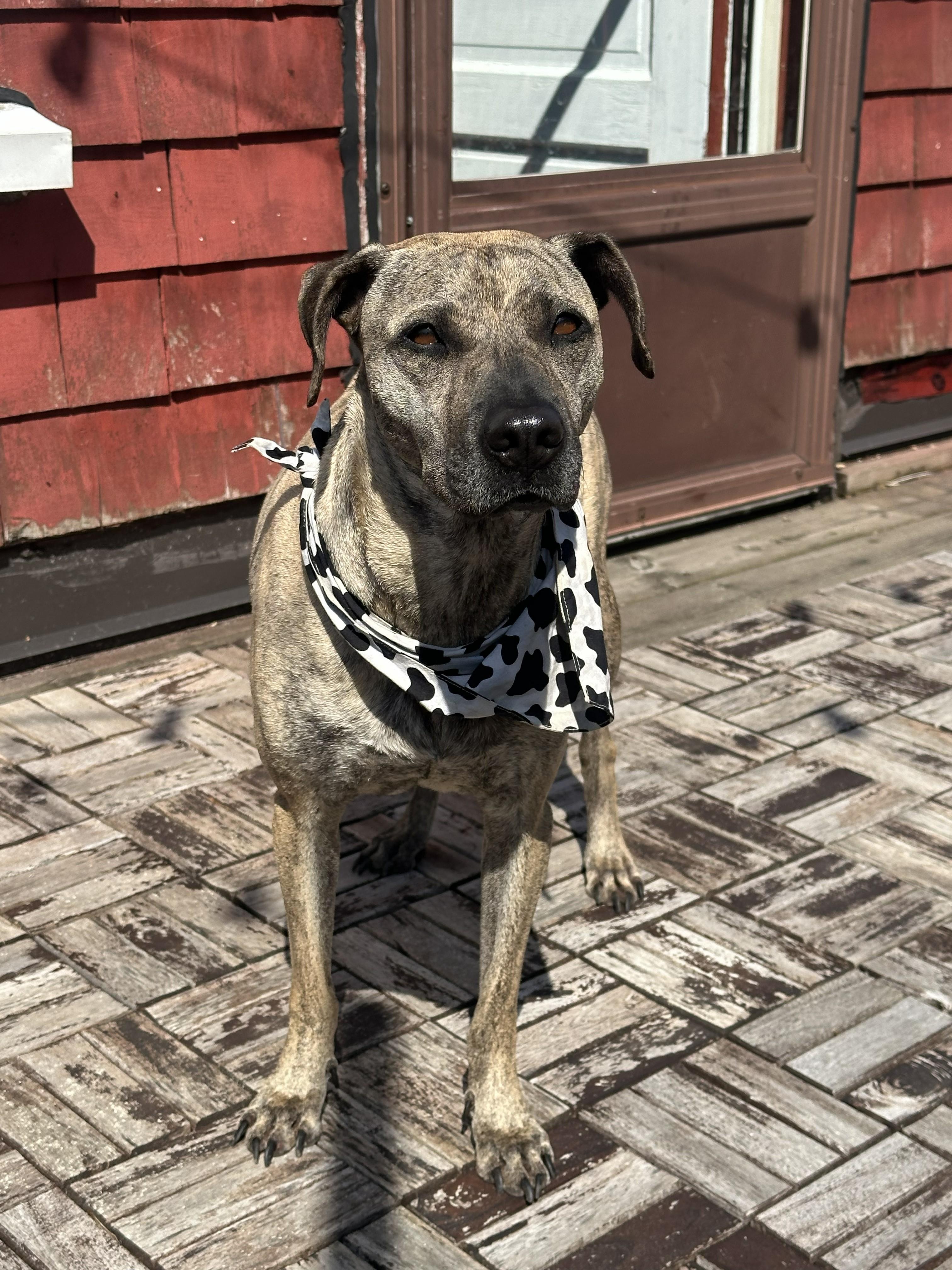 Lola, a ADOPTABLE mixed breed in Mississauga, ON image 3/6