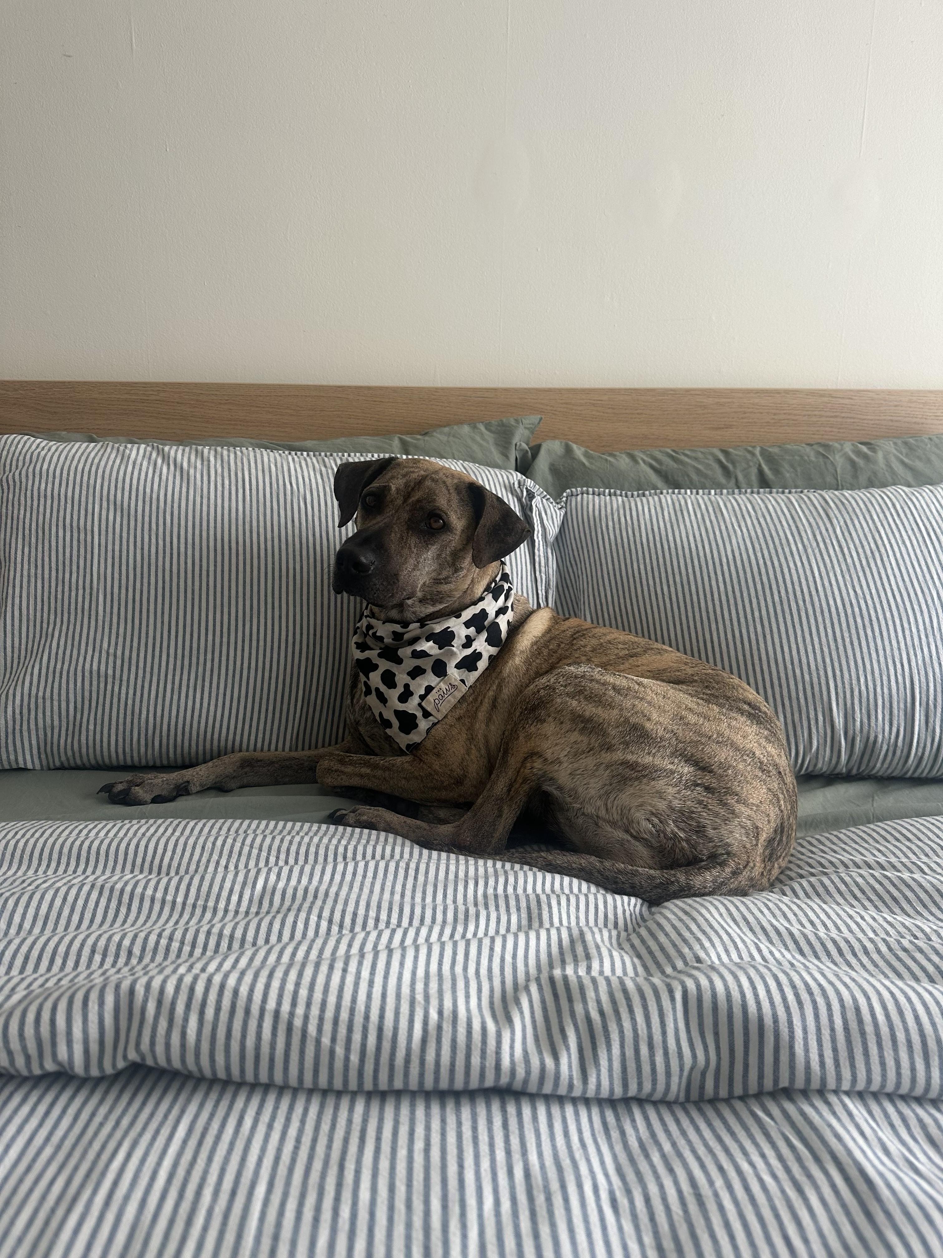 Lola, a ADOPTABLE mixed breed in Mississauga, ON image 4/6