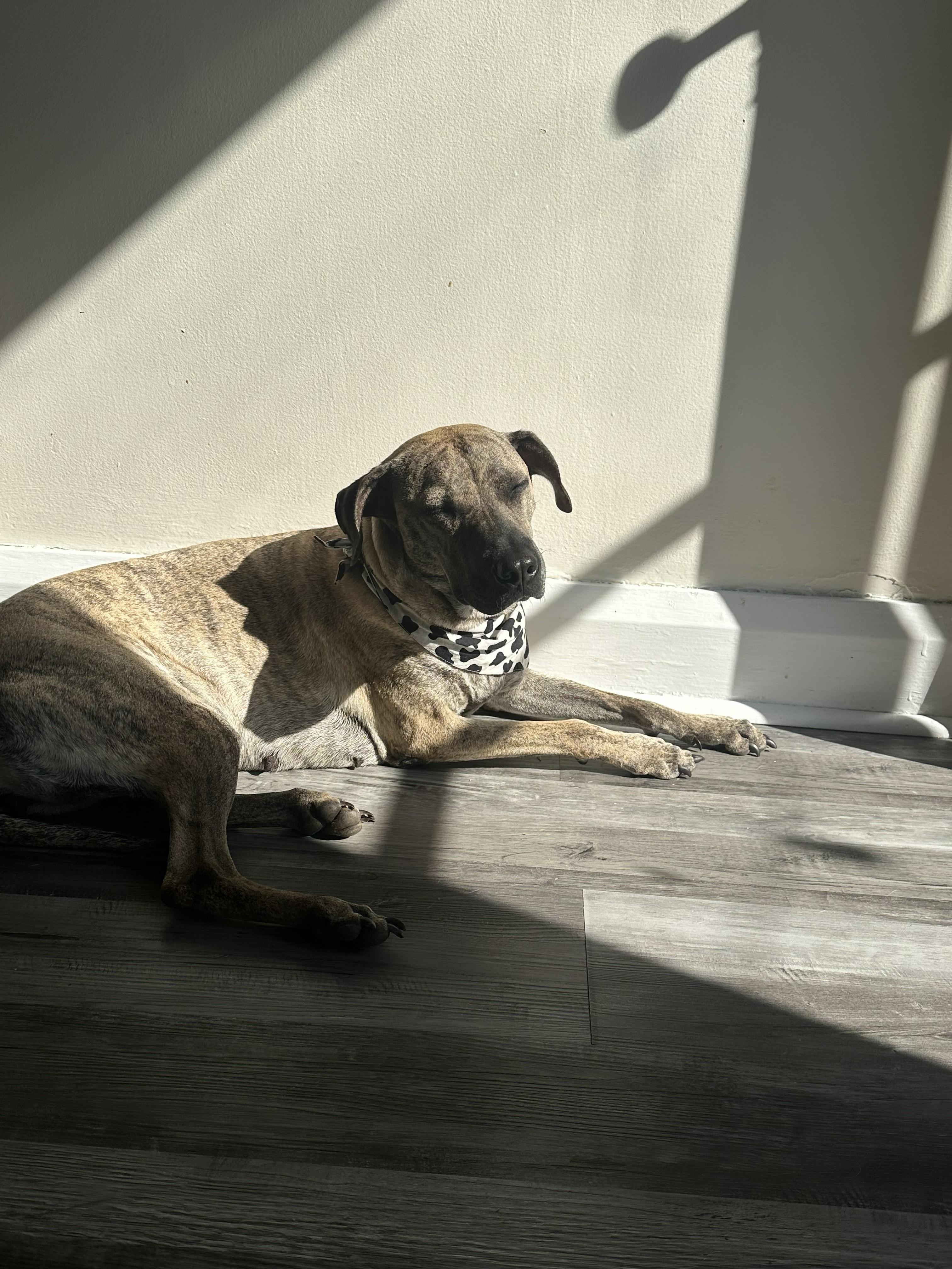 Lola, a ADOPTABLE mixed breed in Mississauga, ON image 5/6