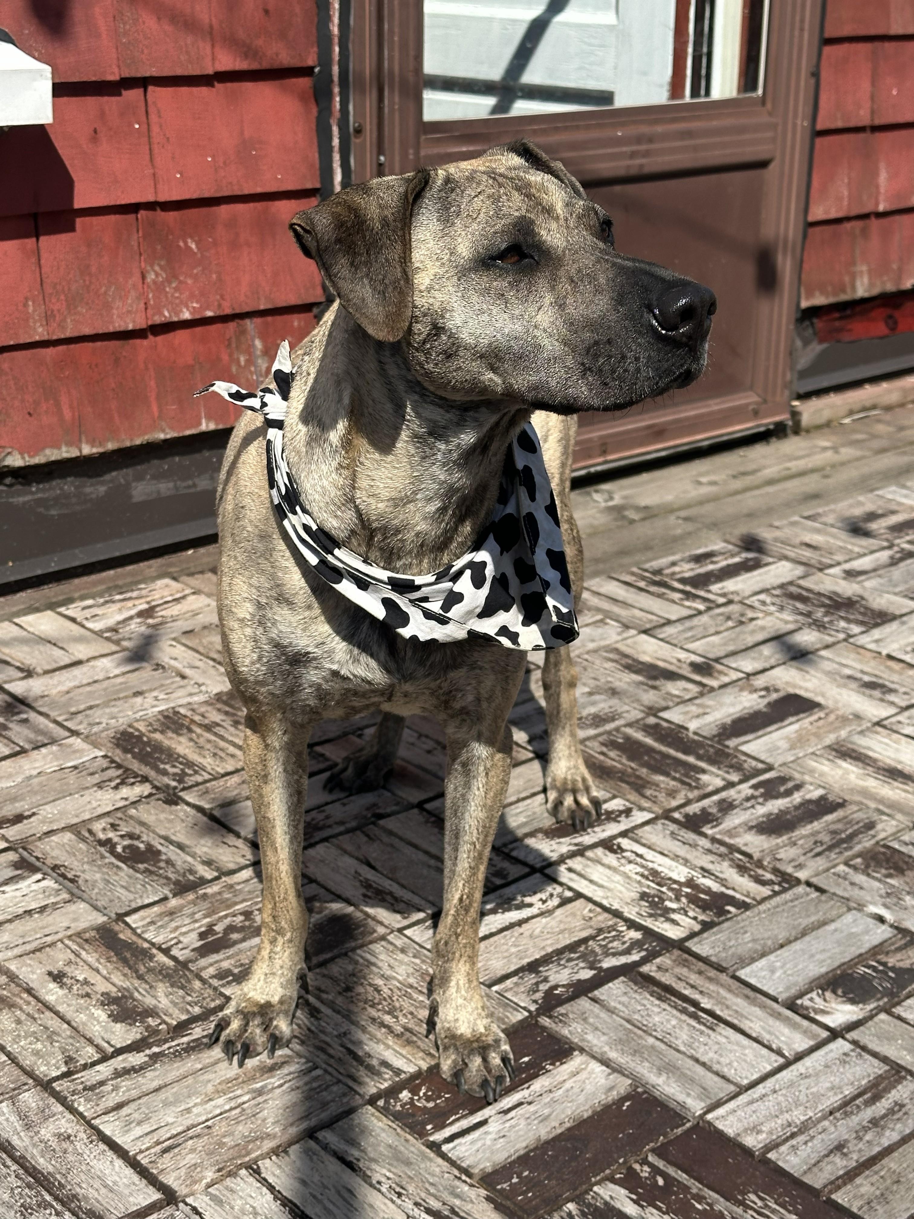 Lola, a ADOPTABLE mixed breed in Mississauga, ON image 1/6