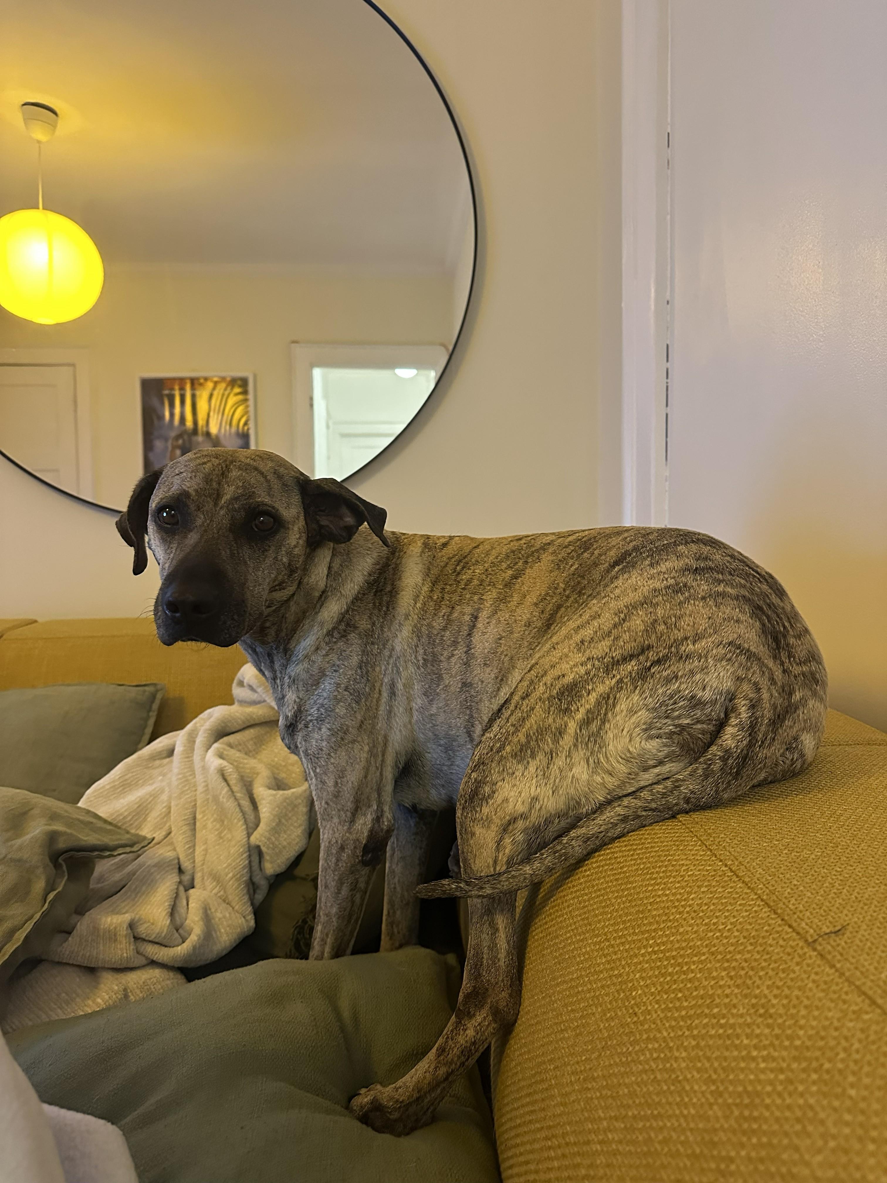 Lola, a ADOPTABLE mixed breed in Mississauga, ON image 2/6