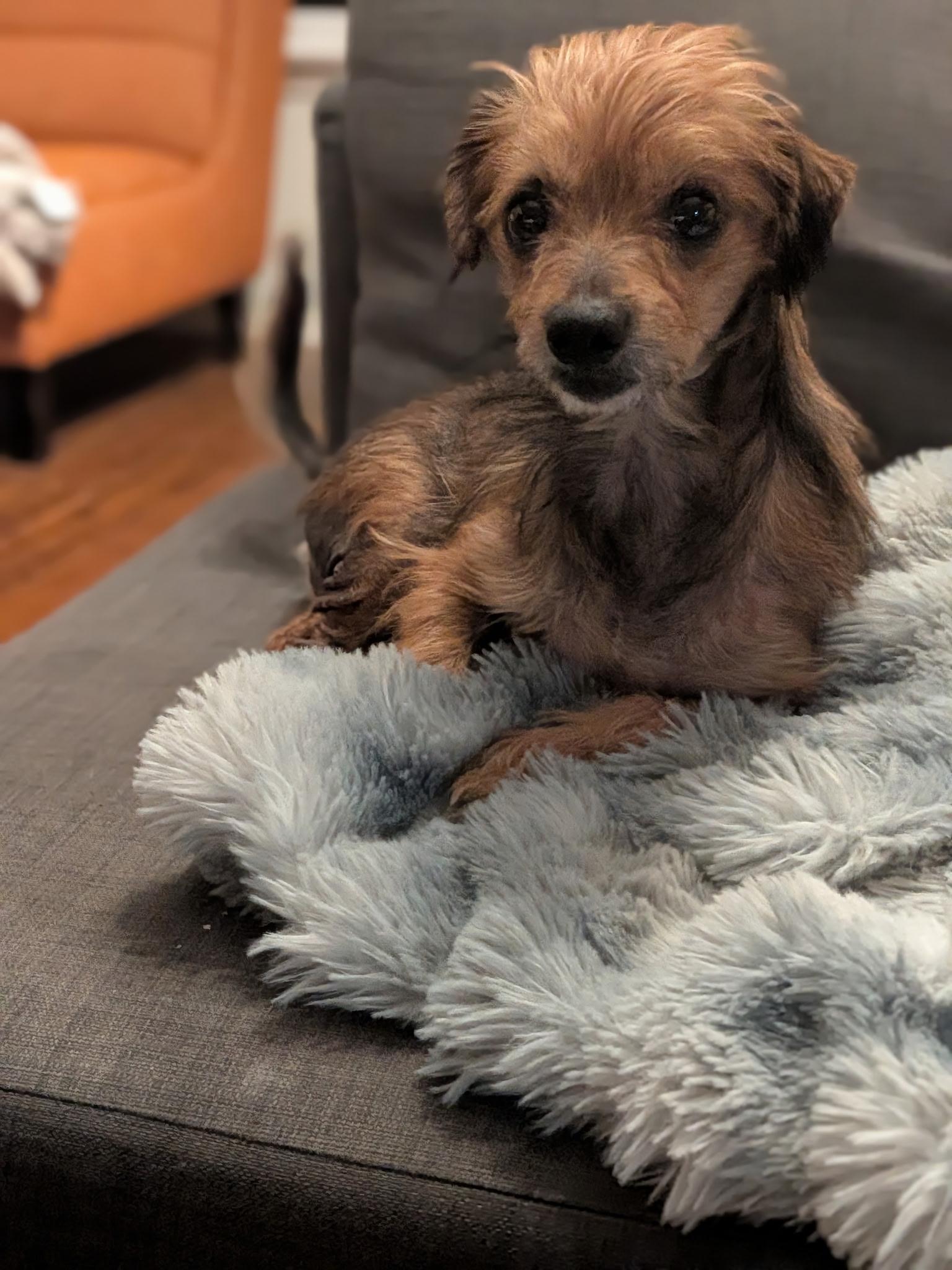 Enlarge Henry, a Adoptable mixed breed in Torrance, CA image 5/6