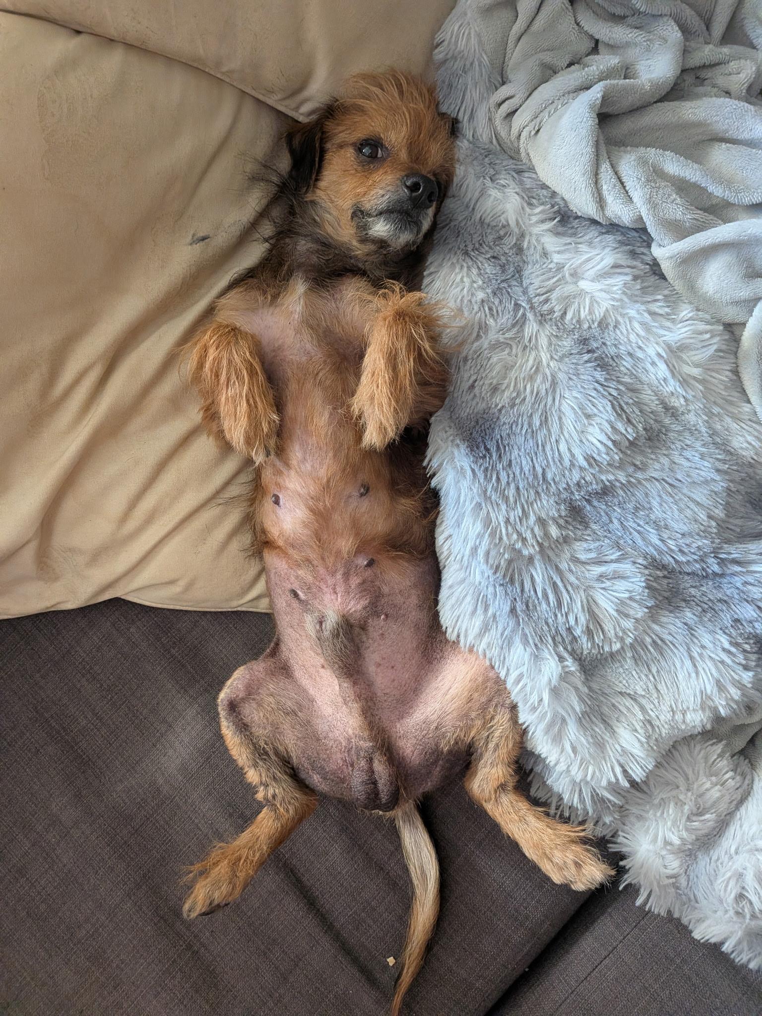 Enlarge Henry, a Adoptable mixed breed in Torrance, CA image 3/6