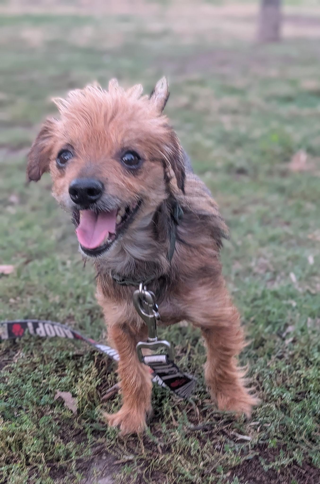Henry, Adoptable, Adult Male Terrier.