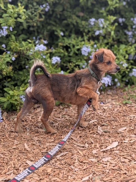 Enlarge Henry, a Adoptable mixed breed in Torrance, CA image 6/6