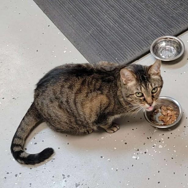 Enlarge Willow, a Adoptable Tabby in Somerset, KY image 1/1