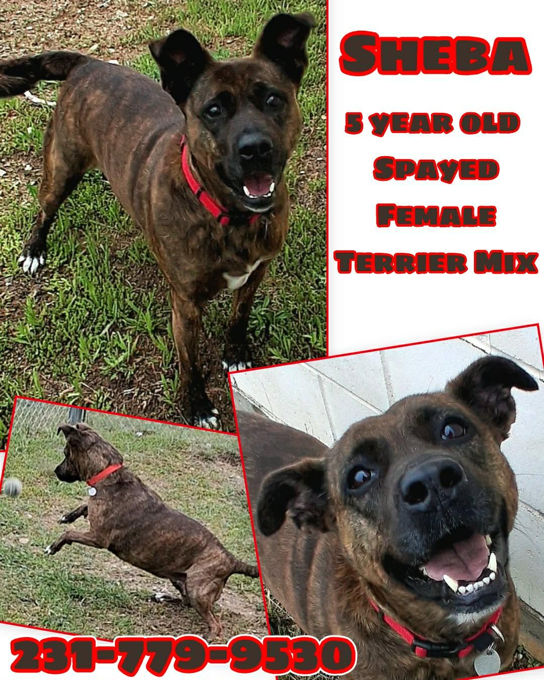 SHEBA, ADOPTABLE, Adult Female Terrier.