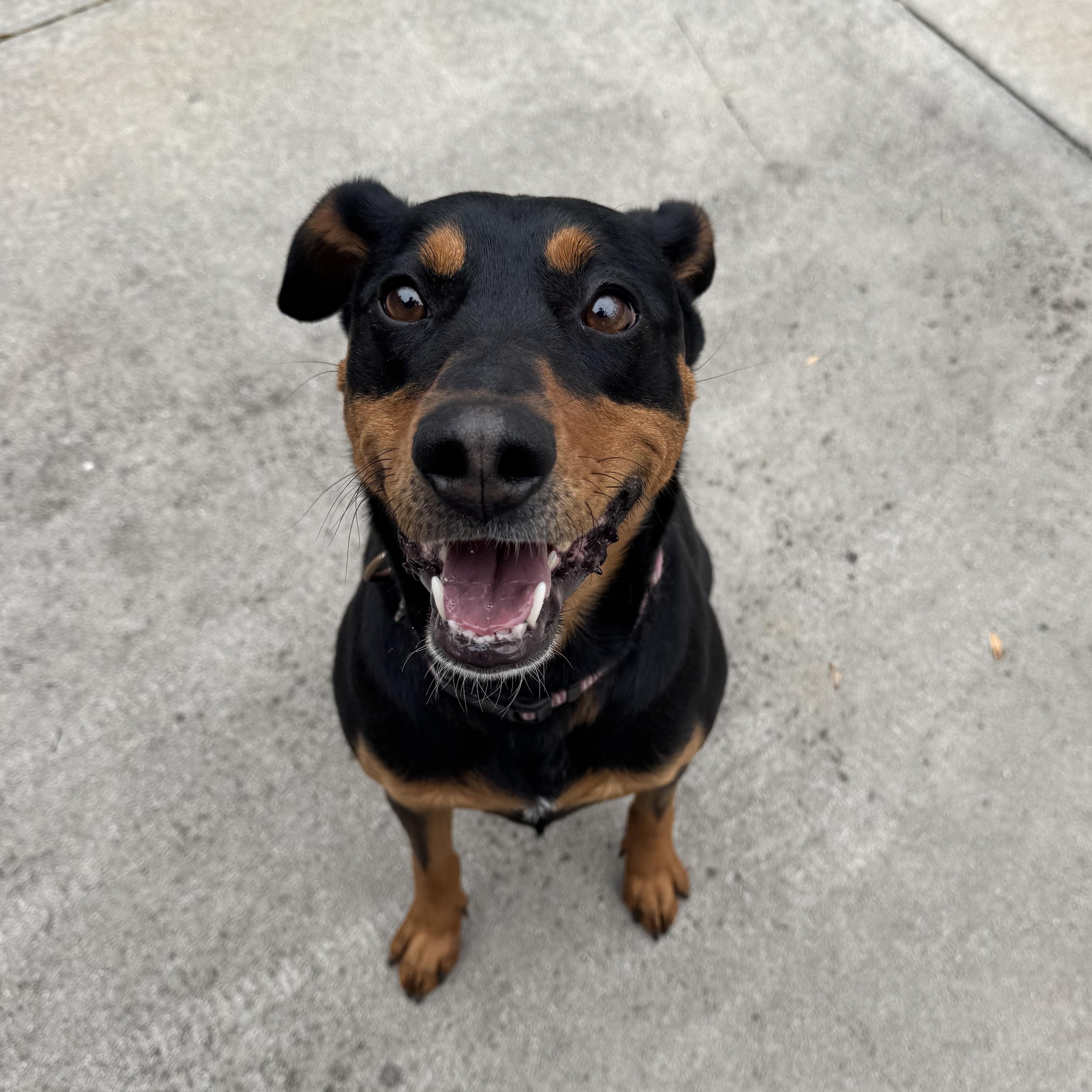 Enlarge Sable, a ADOPTABLE Doberman Pinscher in High Point, NC image 4/4