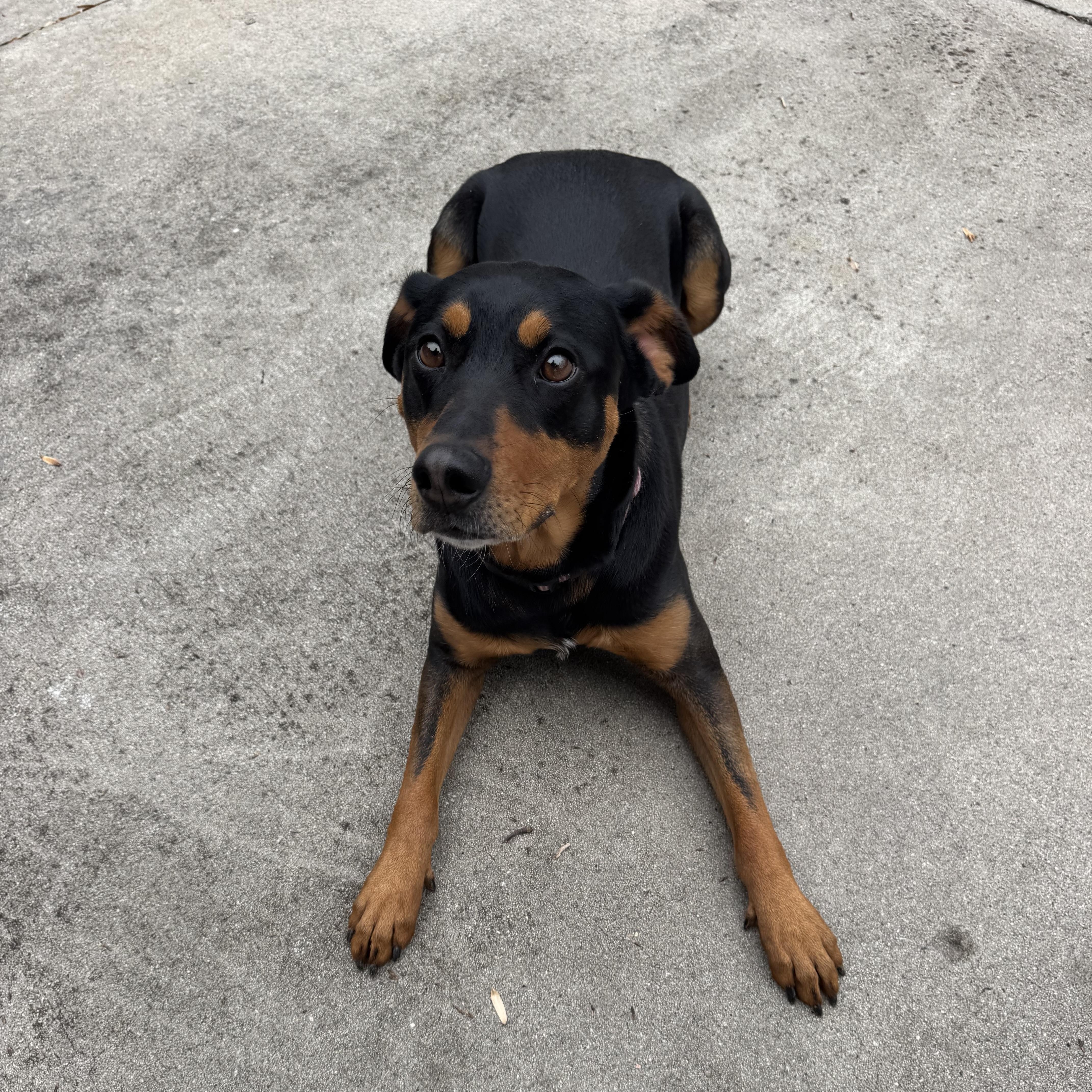 Enlarge Sable, a ADOPTABLE Doberman Pinscher in High Point, NC image 2/4