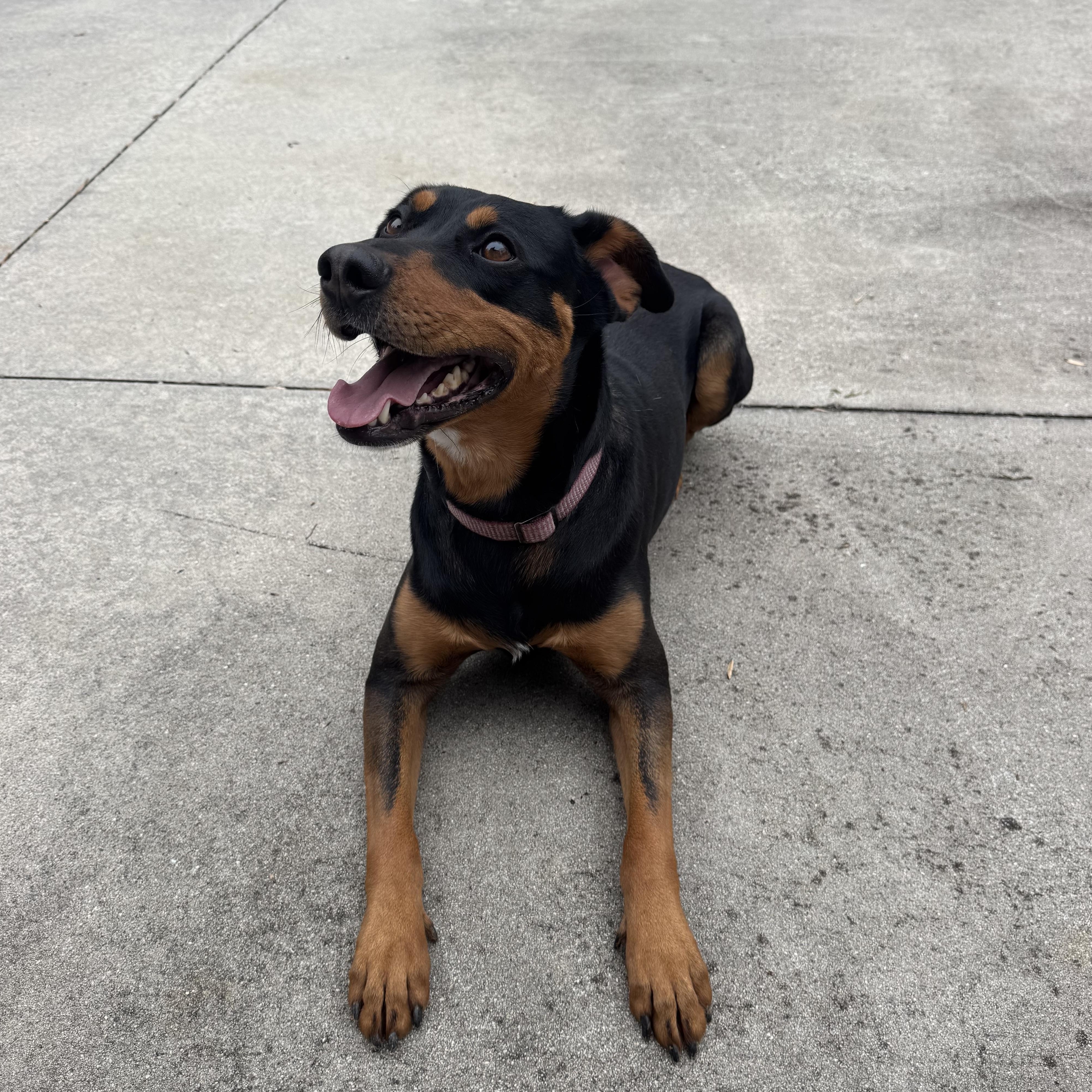 Enlarge Sable, a ADOPTABLE Doberman Pinscher in High Point, NC image 3/4