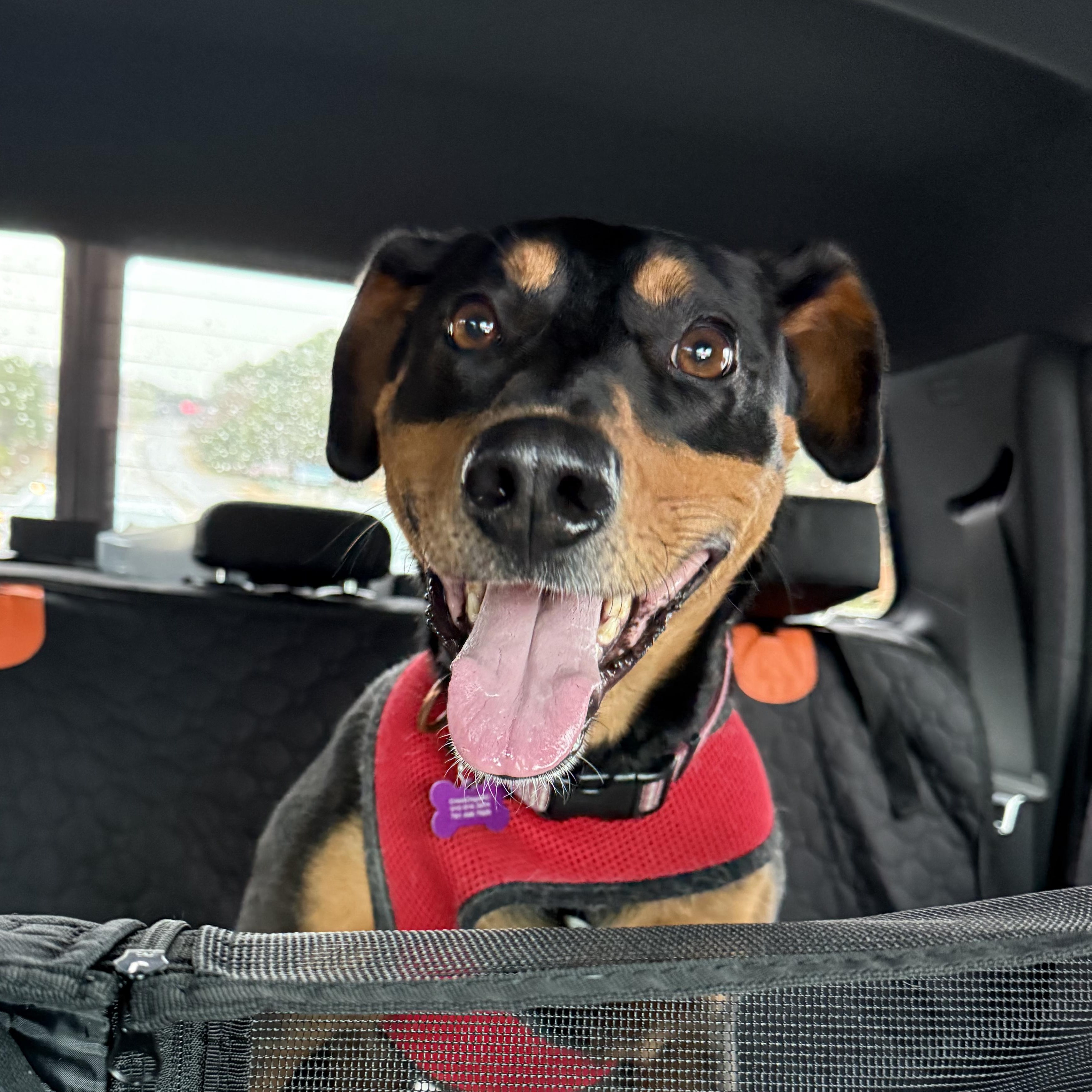 Enlarge Sable, a ADOPTABLE mixed breed in High Point, NC image 1/6