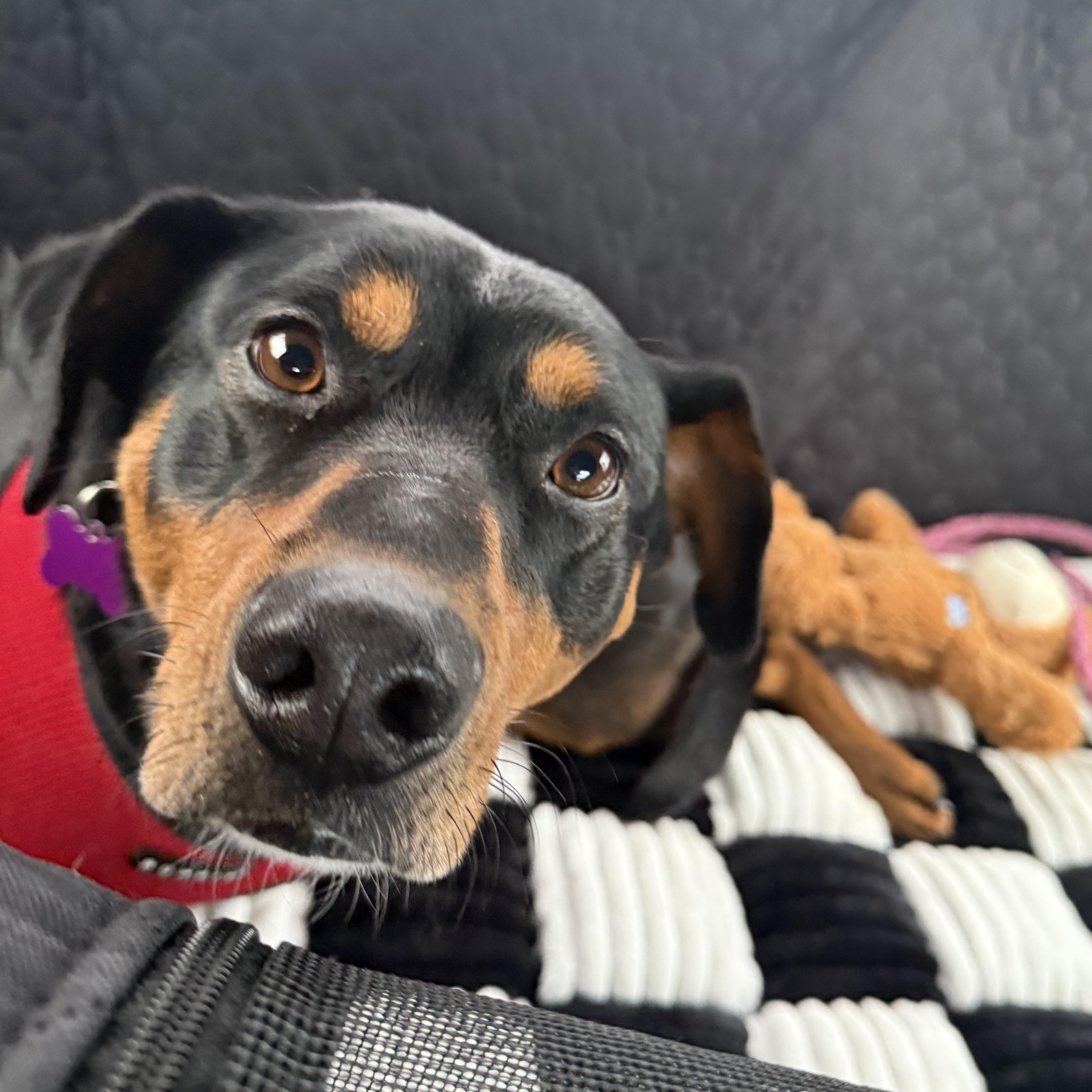 Enlarge Sable, a ADOPTABLE mixed breed in High Point, NC image 6/6