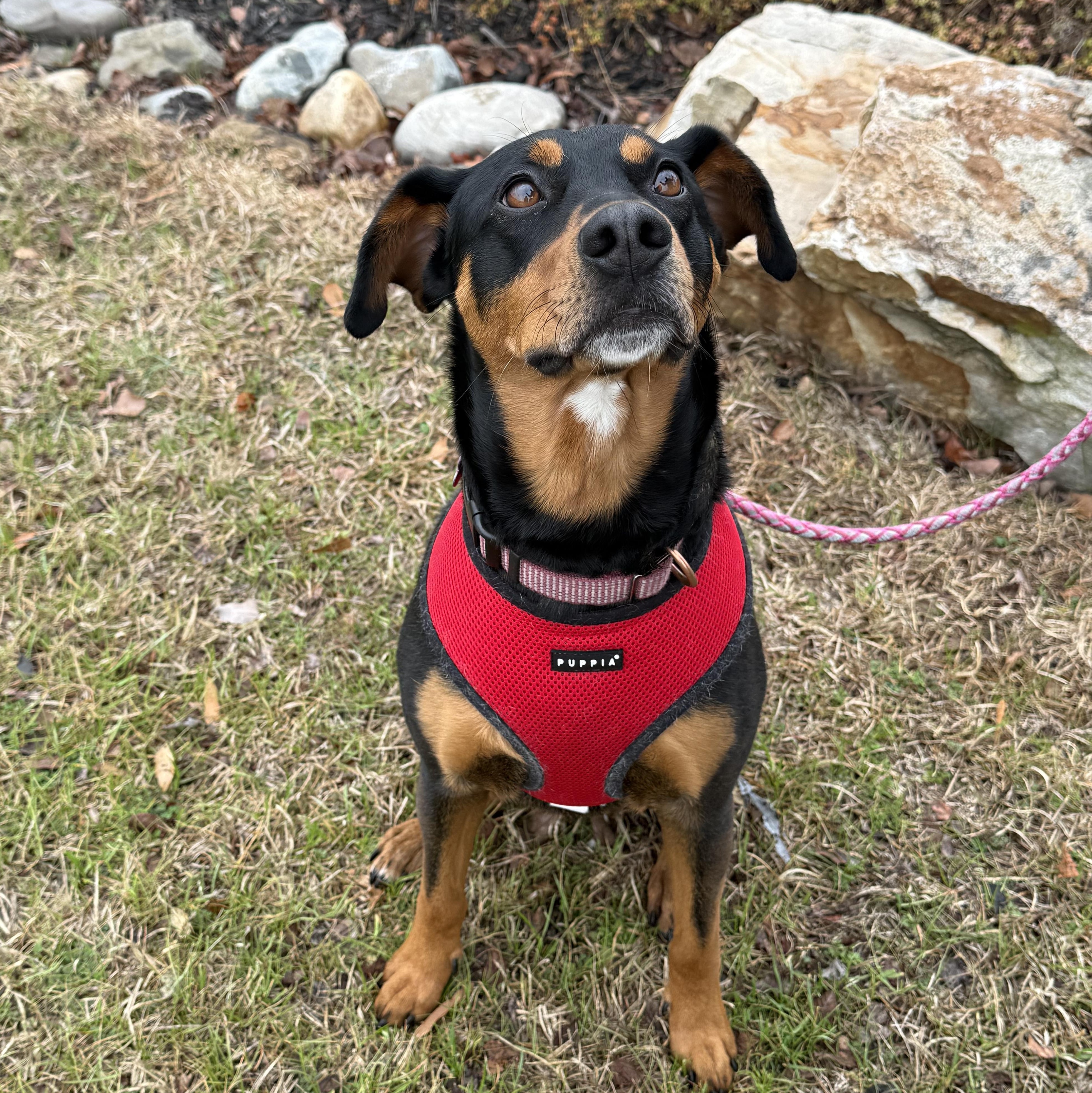 Enlarge Sable, a ADOPTABLE mixed breed in High Point, NC image 2/6
