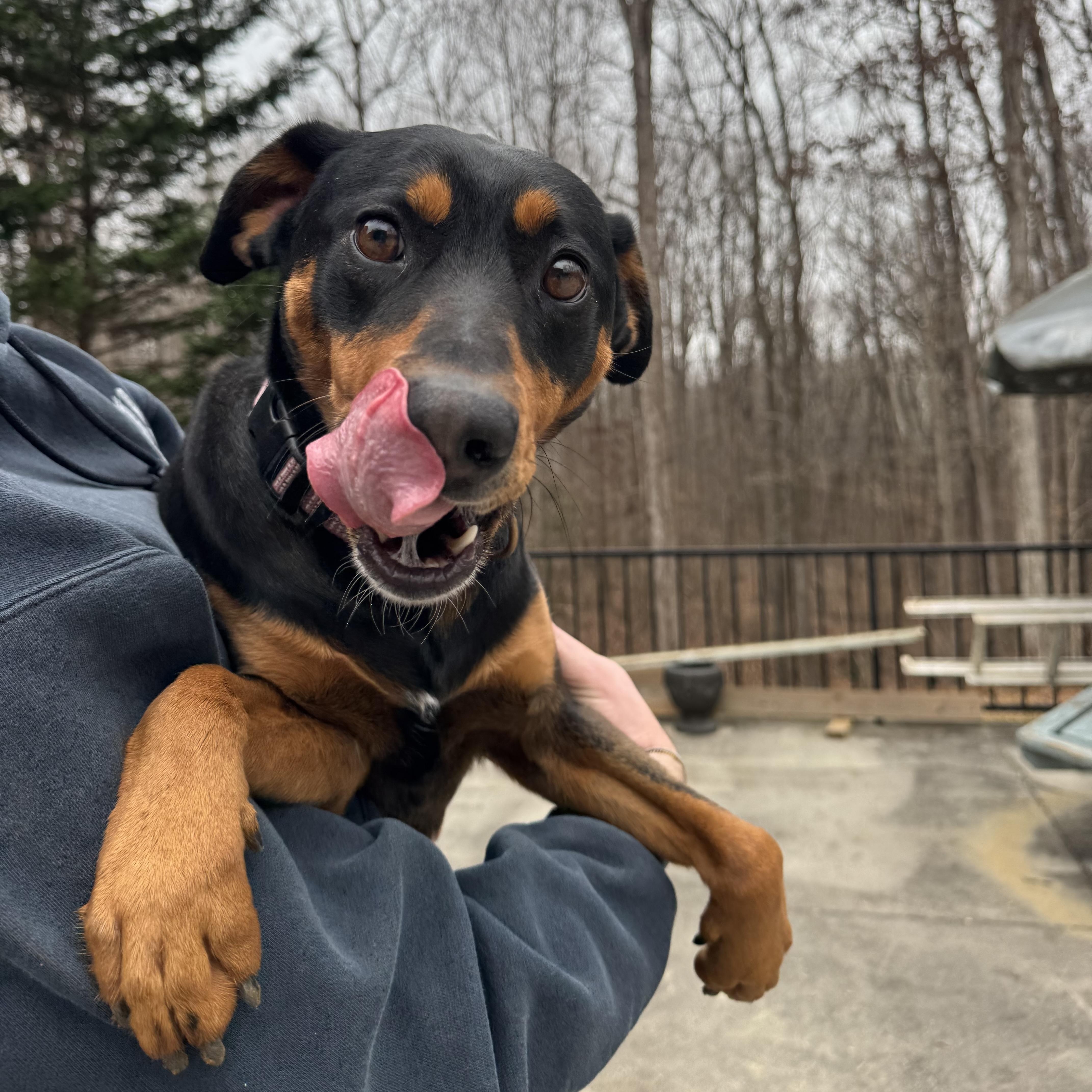 Sable, ADOPTABLE, Adult Female Doberman Pinscher.