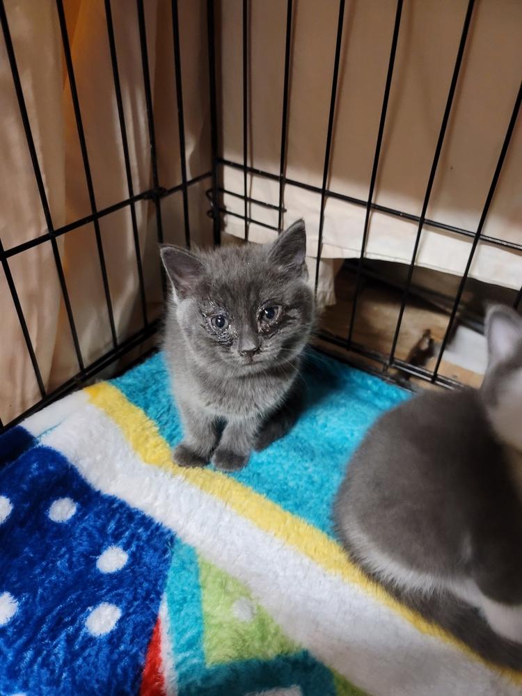 Dorian, Adoptable, Kitten Male Domestic Short Hair.