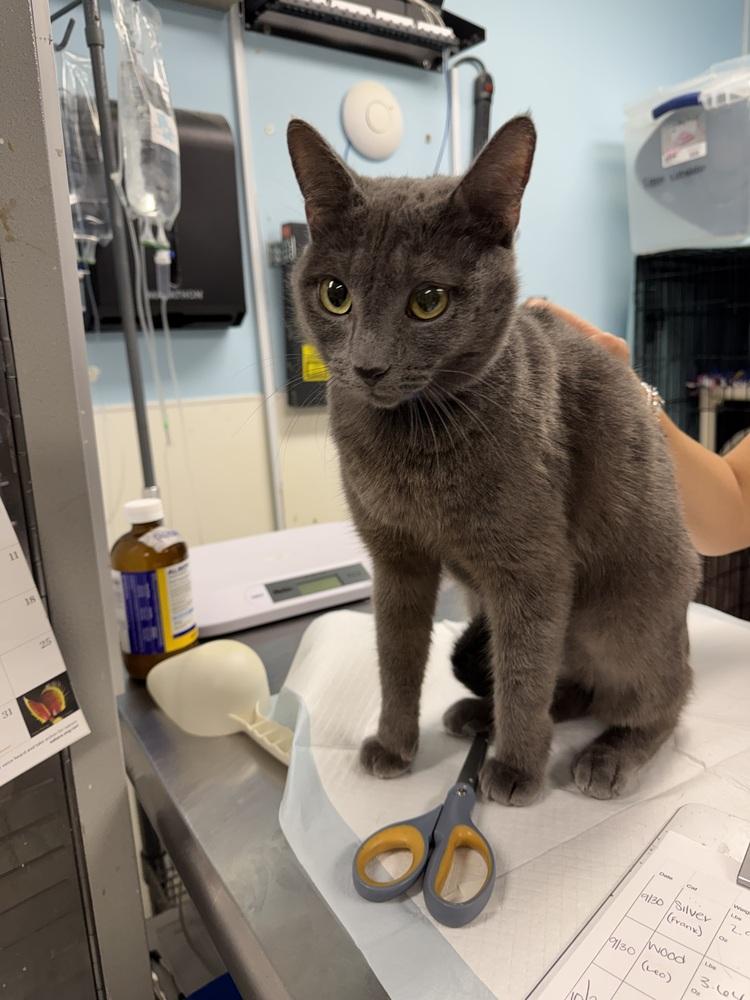 Dorian, a Adoptable mixed breed in Fort Walton Beach, FL image 2/2