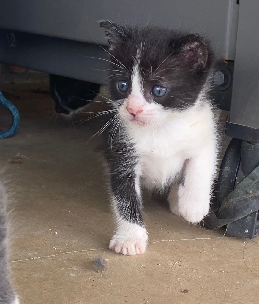 Enlarge Charlie, a Adopted Domestic Short Hair in Comanche, TX image 2/4
