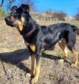 Leonardo, ADOPTABLE, Adult Male Shepherd.