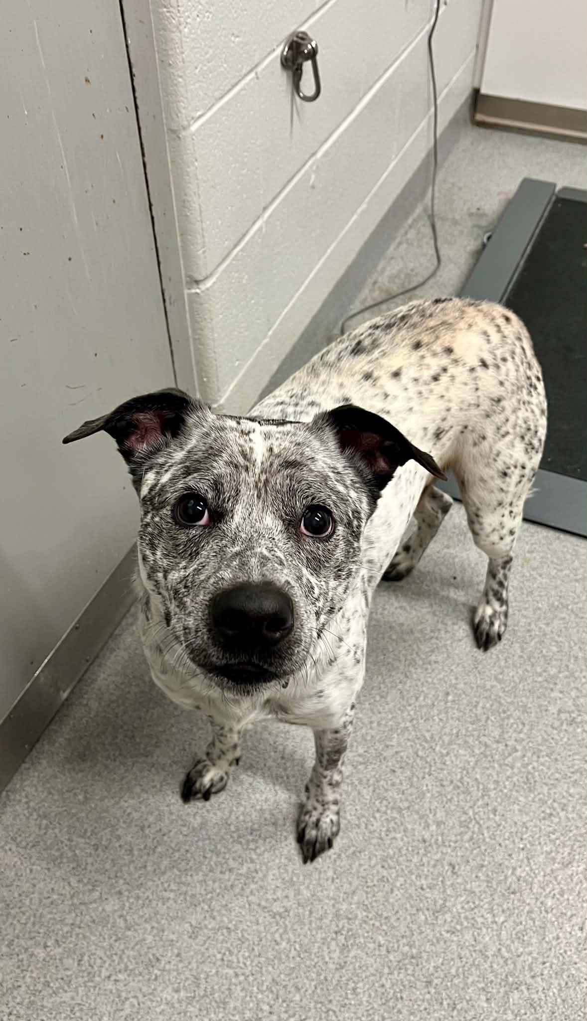 Oreo, ADOPTABLE, Adult Male Mixed Breed.