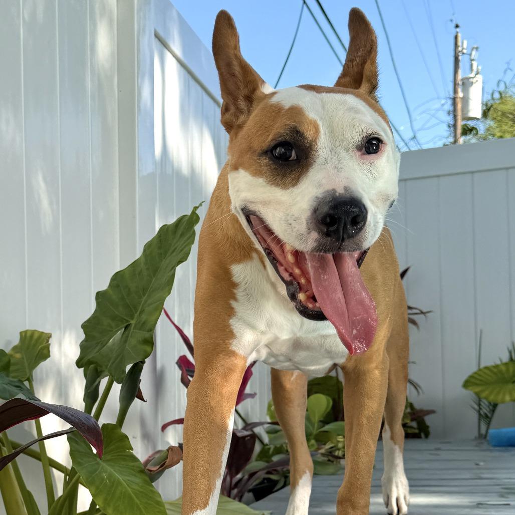 Enlarge Zeus, a Adoptable Mixed Breed in Seminole, FL image 1/5