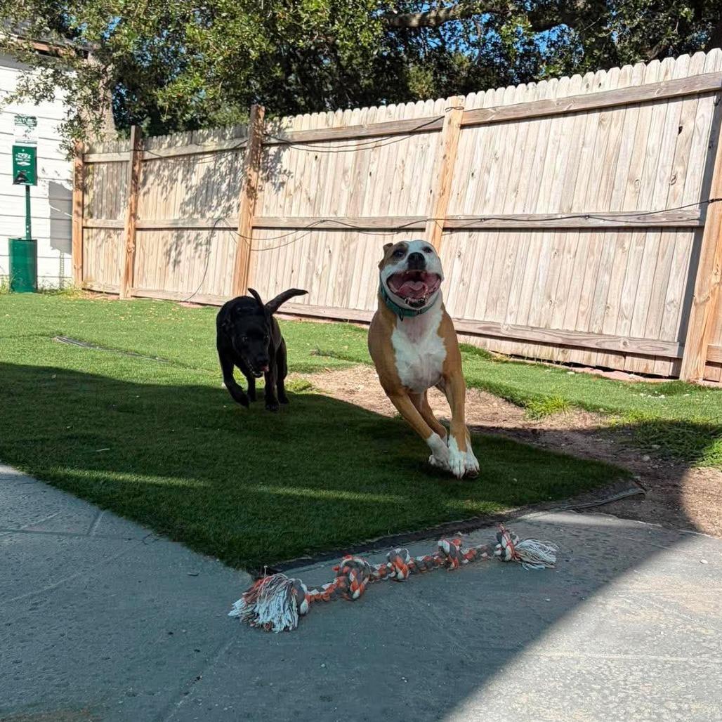 Enlarge Zeus, a Adoptable Mixed Breed in Seminole, FL image 2/5