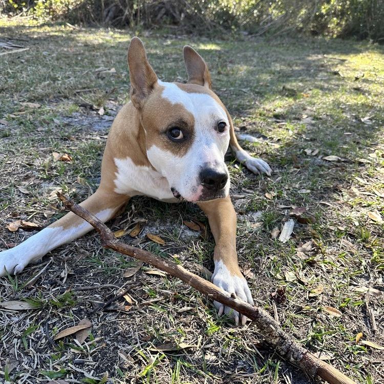 Enlarge Zeus, a Adoptable Mixed Breed in Seminole, FL image 1/6