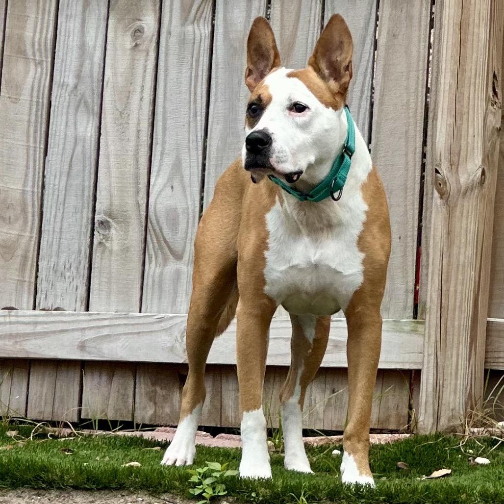Enlarge Zeus, a Adoptable Mixed Breed in Seminole, FL image 1/6