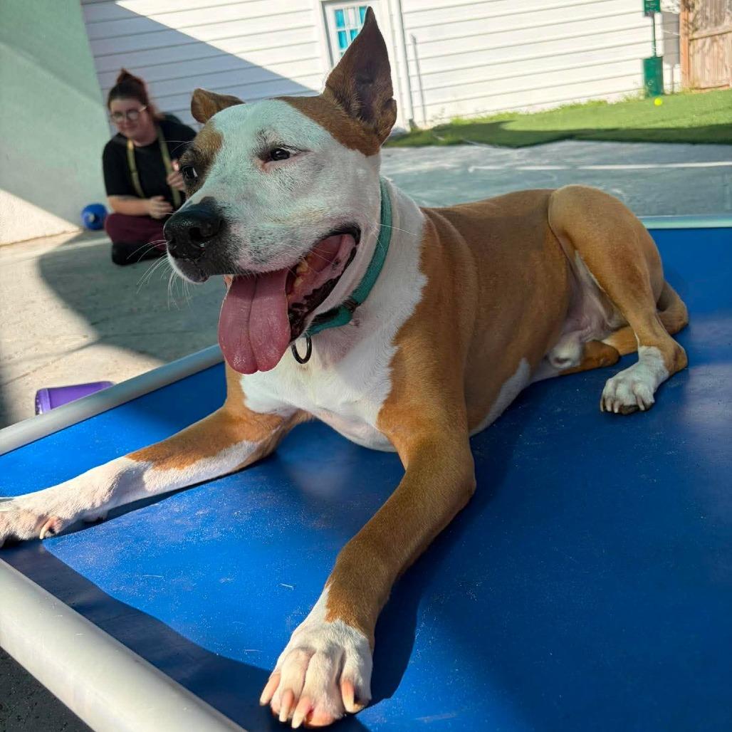 Enlarge Zeus, a Adoptable Mixed Breed in Seminole, FL image 3/5