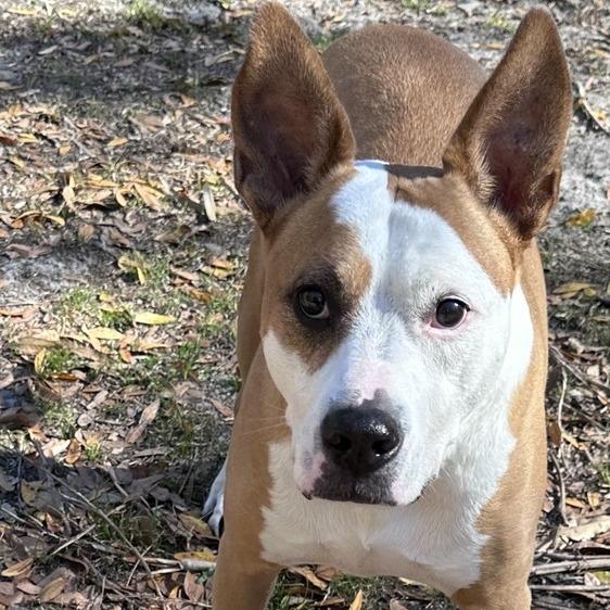 Enlarge Zeus, a Adoptable Mixed Breed in Seminole, FL image 2/6